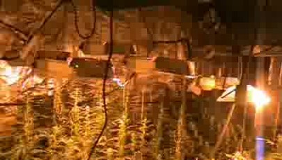 Plantacje marihuany zlikwidowane na Śląsku