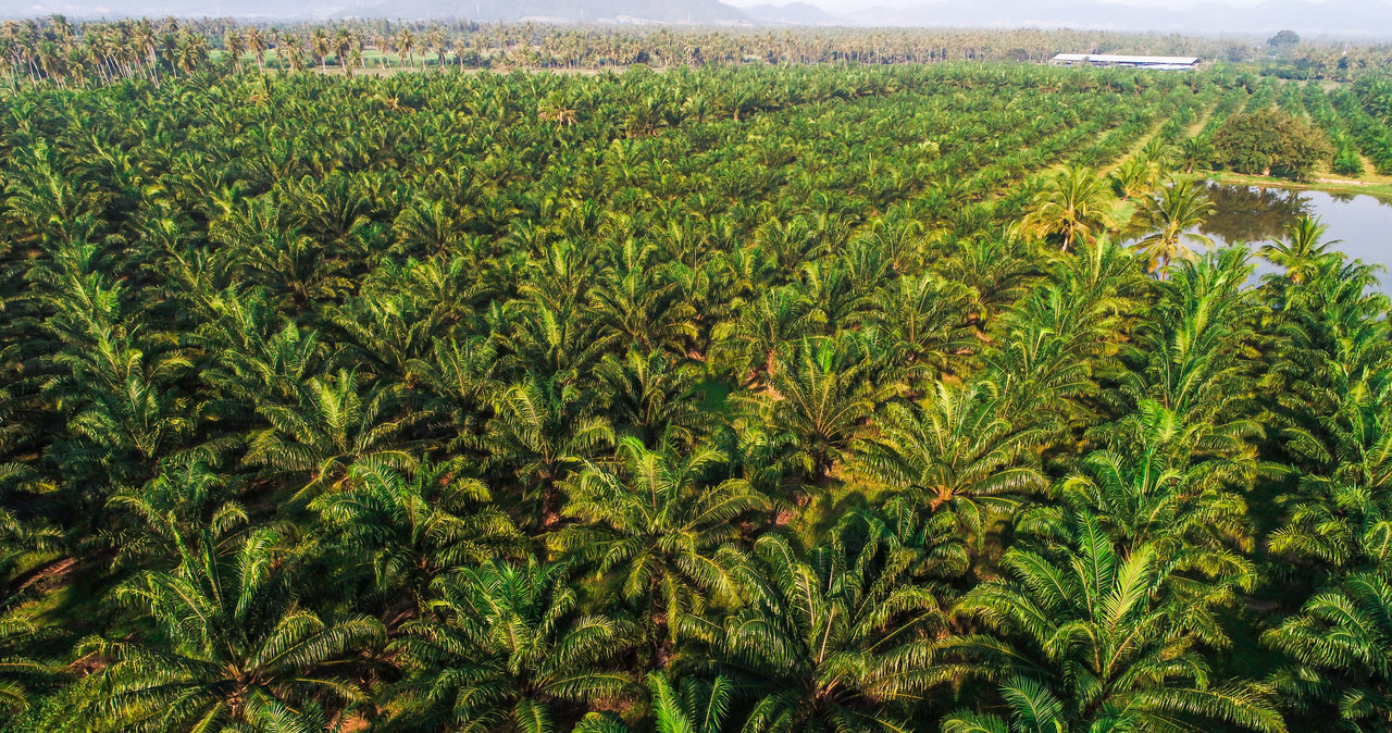 Plantacje palm oleistych zajmują ogromne obszary Azji, Ameryki i Afryki /123RF/PICSEL