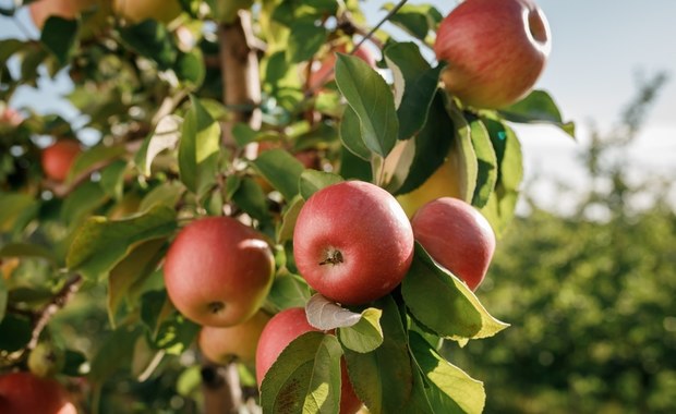 Plantator: Nie widać wiosennego impulsu spadku cen owoców i warzyw