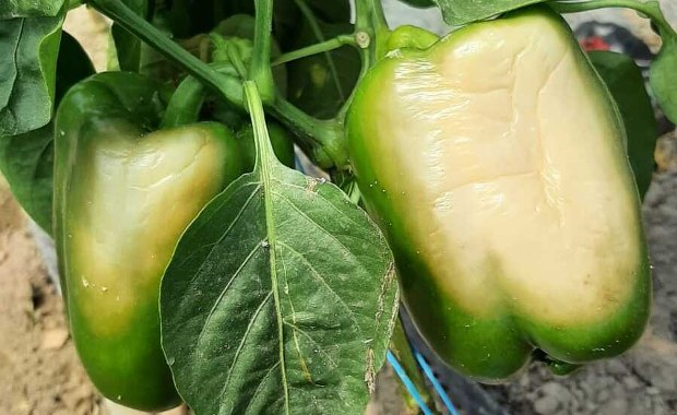 ​Plantatorzy po upalnym weekendzie: Warzyw będzie mniej