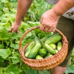 Plantatorzy z całej Polski szukają pracowników. Tyle płacą za godzinę 