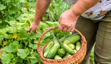 Plantatorzy z całej Polski szukają pracowników. Tyle płacą za godzinę 