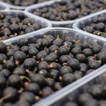 Plantatorzy załamani. KE wprowadza ograniczenia w stosowaniu pestycydów