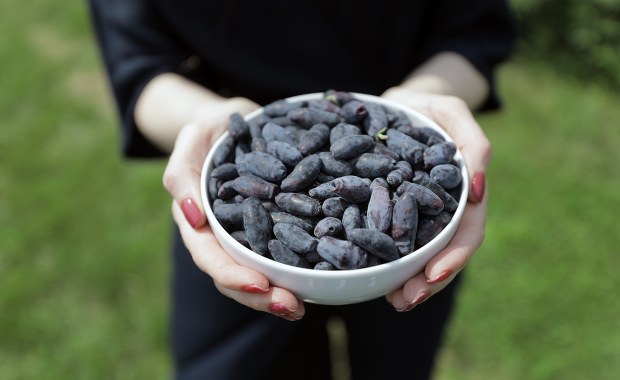 Plantatorzy zapraszają na jagodobranie