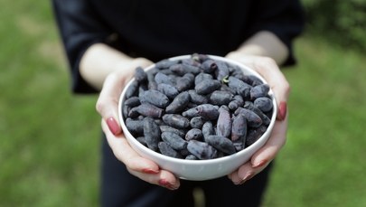 Plantatorzy zapraszają na jagodobranie