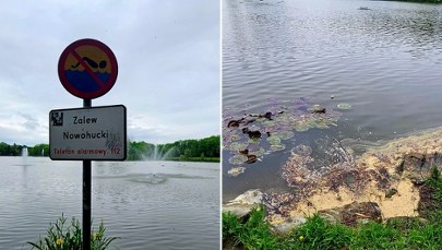 Planują wielkie sprzątanie Zalewu Nowohuckiego. Naukowcy mają wątpliwości