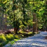 Planujesz wypad w Karkonosze? Uważaj, te szlaki będą zamknięte