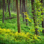 Plany UE ws. biomasy, czyli więcej lasów pod wycinkę