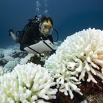 Plastik zabija koralowce. Tworzywa sztuczne to śmierć dla gatunku