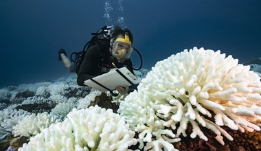 Plastik zabija koralowce. Tworzywa sztuczne to śmierć dla gatunku