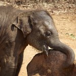 Plastik zabija słonie. Dramatyczne sceny na Sri Lance