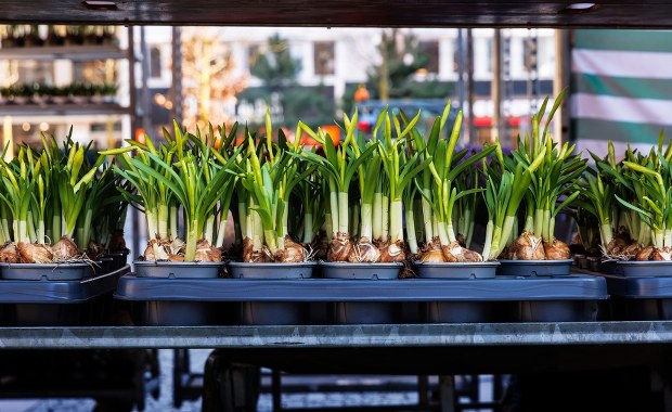 Plastikowe doniczki odchodzą do lamusa. Nowe przepisy UE