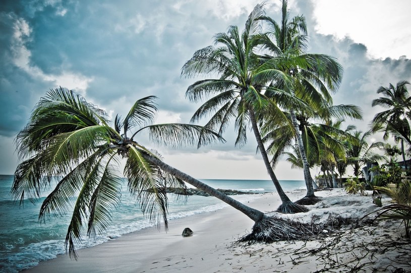 Plaża na wyspie Barbados /123/RF PICSEL
