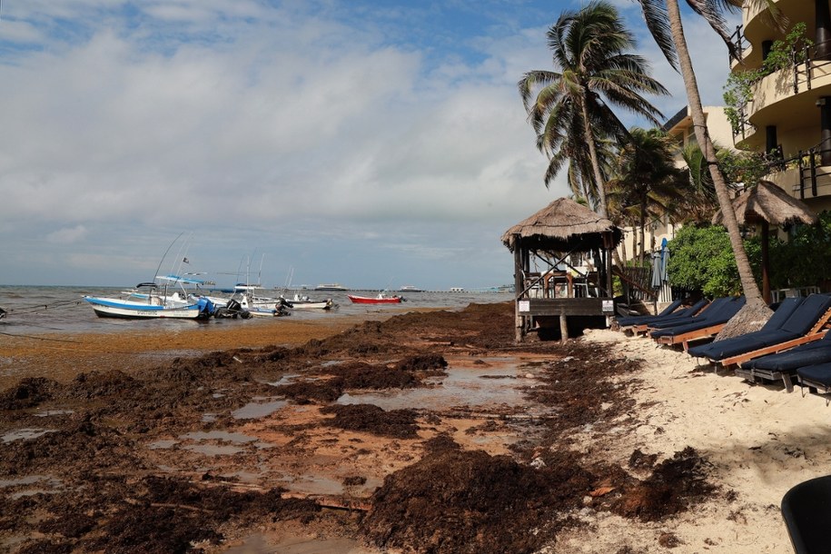 Plaża  Playa del Carmen w Meksyku pokryta gnijącymi wodorostami /LOURDES CRUZ /PAP/EPA