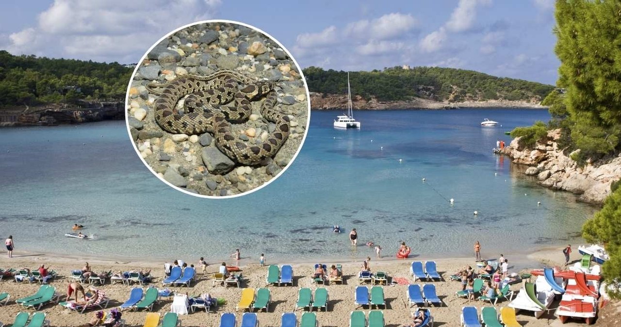 Plaża w Portinatx (fot. Martin Moxter / imageBROKER / Forum) i wąż hemorrhois hippocrepis /CREAC Calafell /CC-BY 4.0