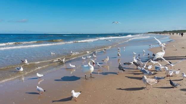 Plaża w Świnoujściu na zdjęciu ilustracyjnym /Shutterstock