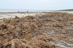 Plaża w Świnoujściu zasłana przez wodorosty