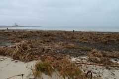 Plaża w Świnoujściu zasłana przez wodorosty