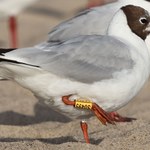 Plażing, smażing i... mewing. Nad Bałtykiem można zobaczyć coś wyjątkowego