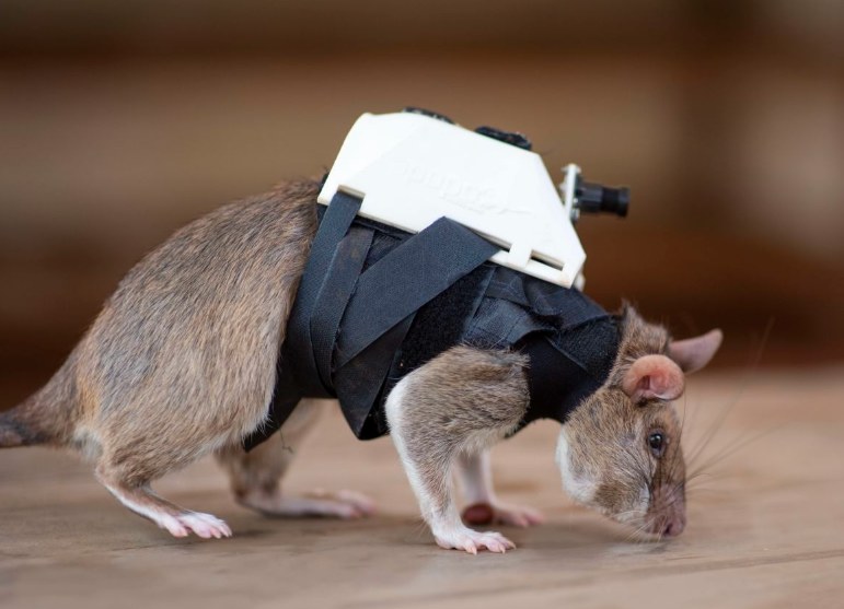 Plecaki na szczurach mają możliwość transmitowania obrazu on-line i lokalizowania osób zasypanych przez np. trzęsienie ziemi / foto: APOPO /domena publiczna