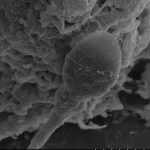 Plemniki zagubione w kosmosie 