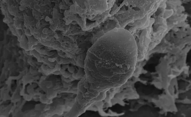 Plemniki zagubione w kosmosie 