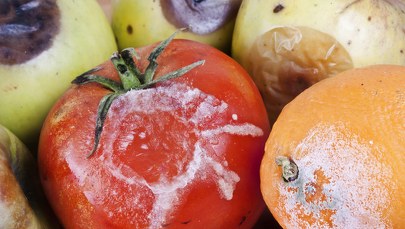 Pleśń na jedzeniu. Czy wystarczy odkroić zepsutą część? 