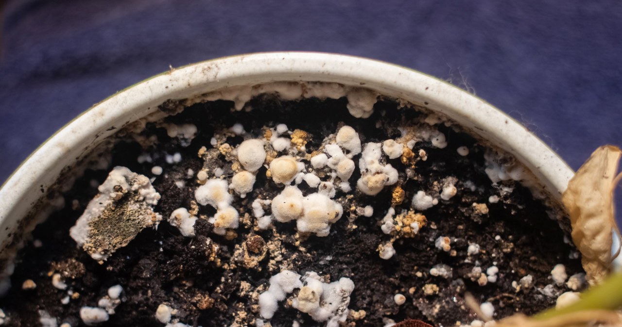 Pleśń w doniczkach z kwiatami pojawia się głównie jesienią i zimą /123RF/PICSEL