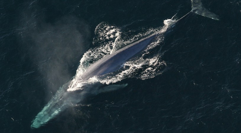 Płetwal błękitny - największe stworzenie świata /Pixabay.com