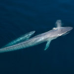 Płetwal błękitny powraca na hiszpańskie wybrzeże Atlantyku. Po 40 latach nieobecności!