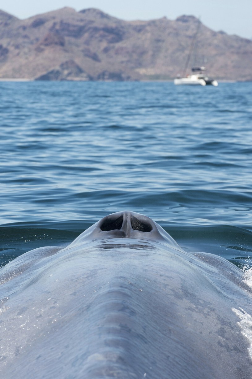 Płetwal błękitny w Zatoce Kalifornijskiej, Meksyk /CHRISTOPHER SWANN /East News