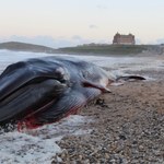 Płetwal wyrzucony na brzeg w Anglii. To drugie największe zwierzę na Ziemi