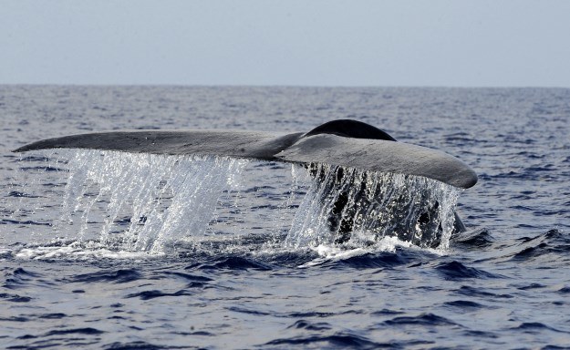 Płetwale błękitne zagrożone także przez działanie sonarów /AFP