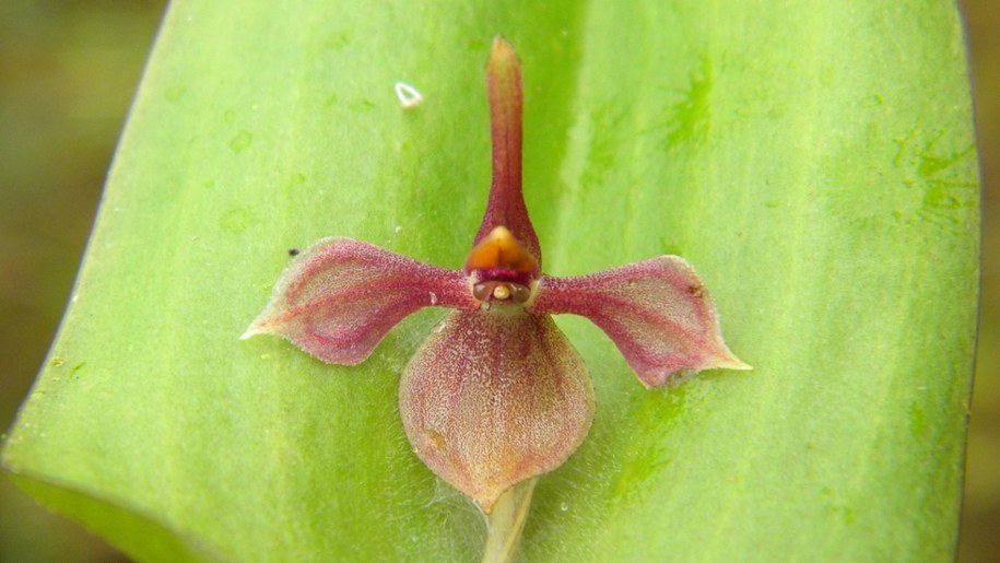 Pleurothallis lilijae /Fot. Marta Kolanowska /