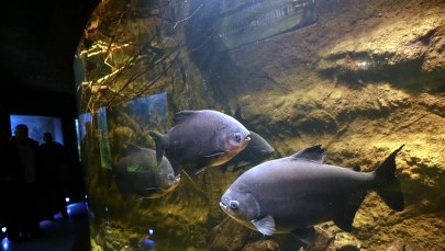 Płock: Noc w zoo spędziło 999 osób z całej Polski i z zagranicy