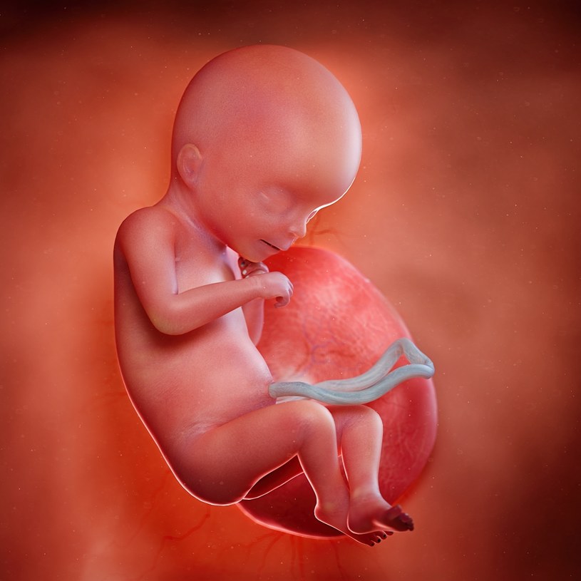 Płód podczas 19. tygodnia ciąży /123RF/PICSEL