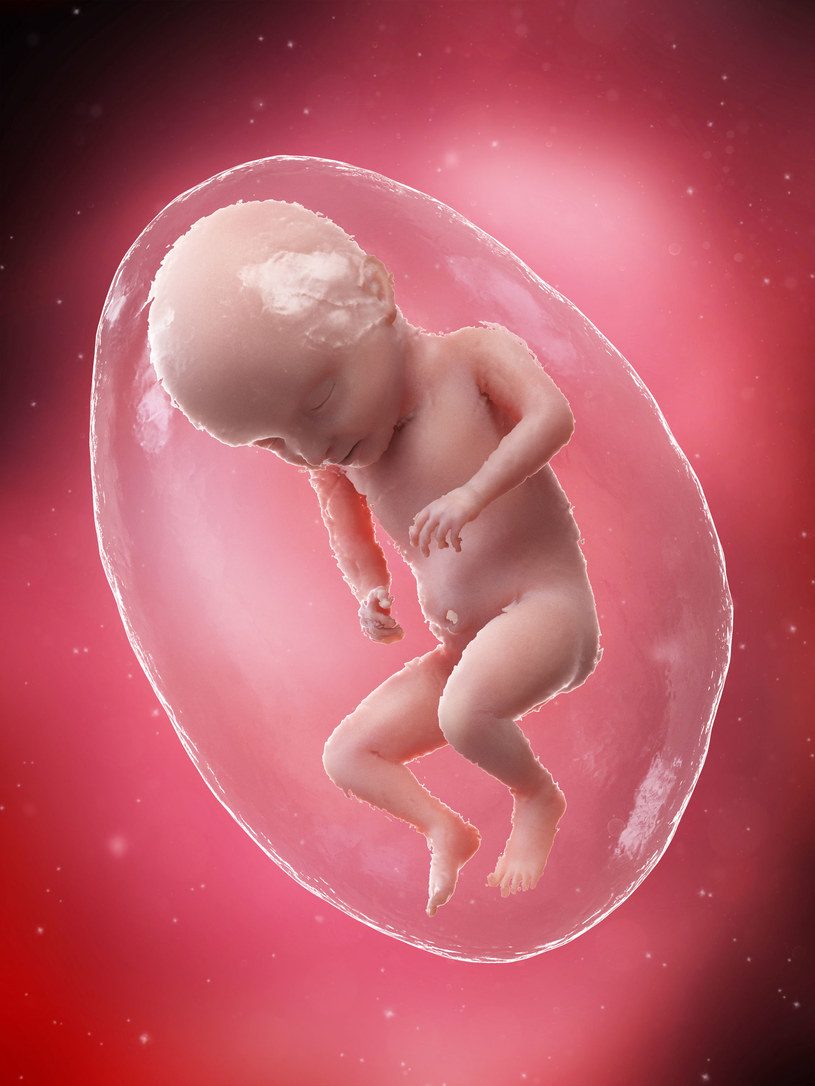 Płód podczas 31. tygodnia ciąży /123RF/PICSEL