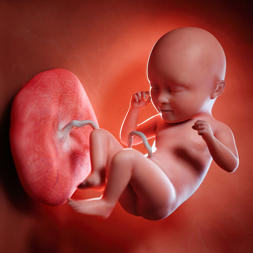 Płód podczas 35. tygodnia ciąży /123RF/PICSEL