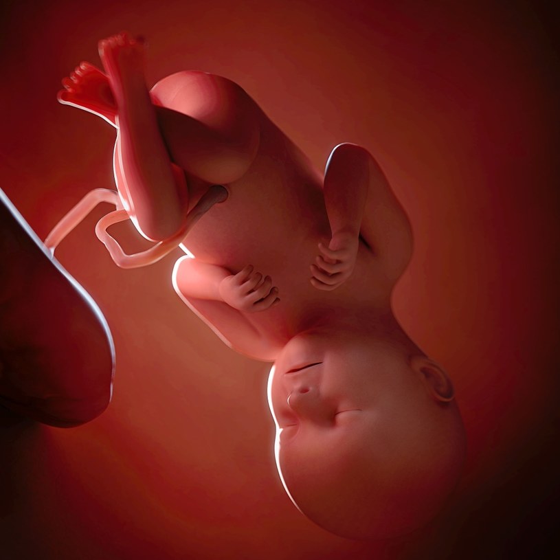 Płód podczas 37. tygodnia ciąży /123RF/PICSEL