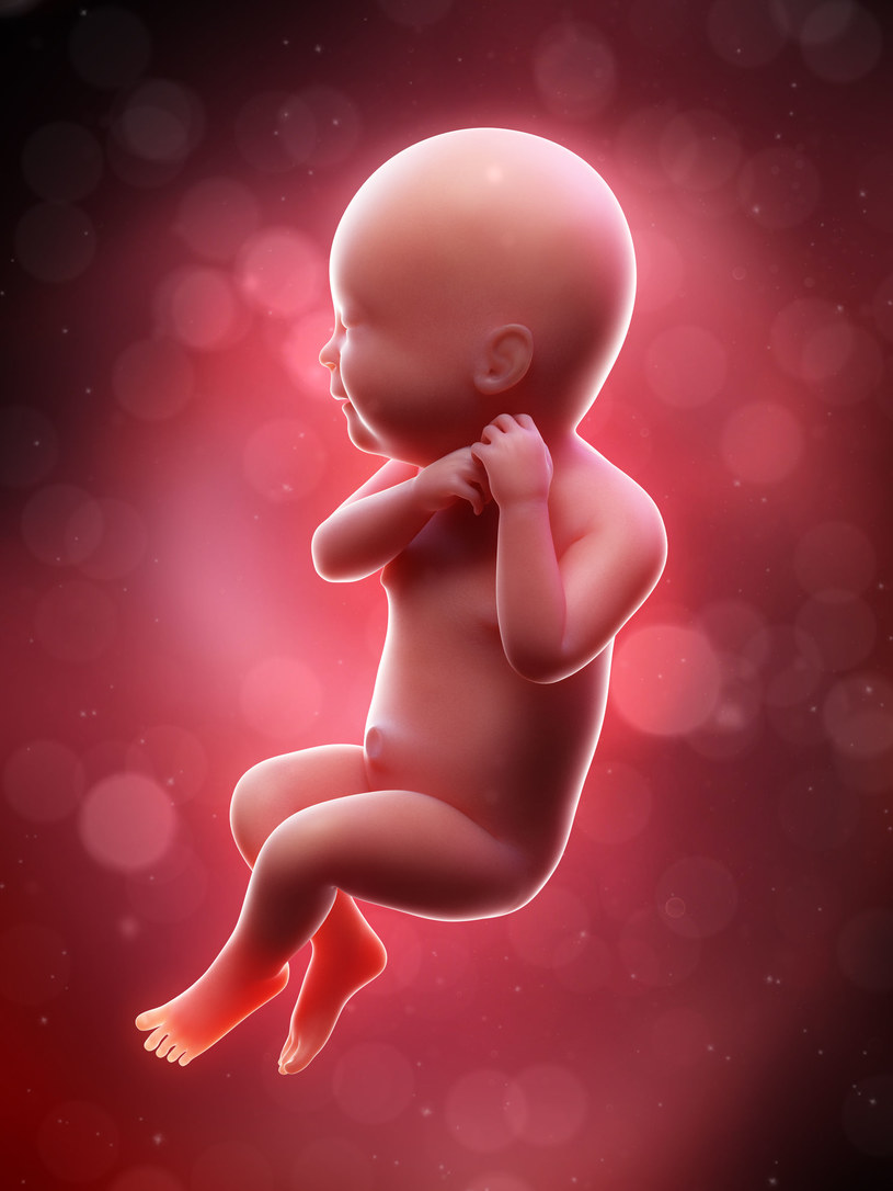 Płód podczas 40. tygodnia ciąży /123RF/PICSEL