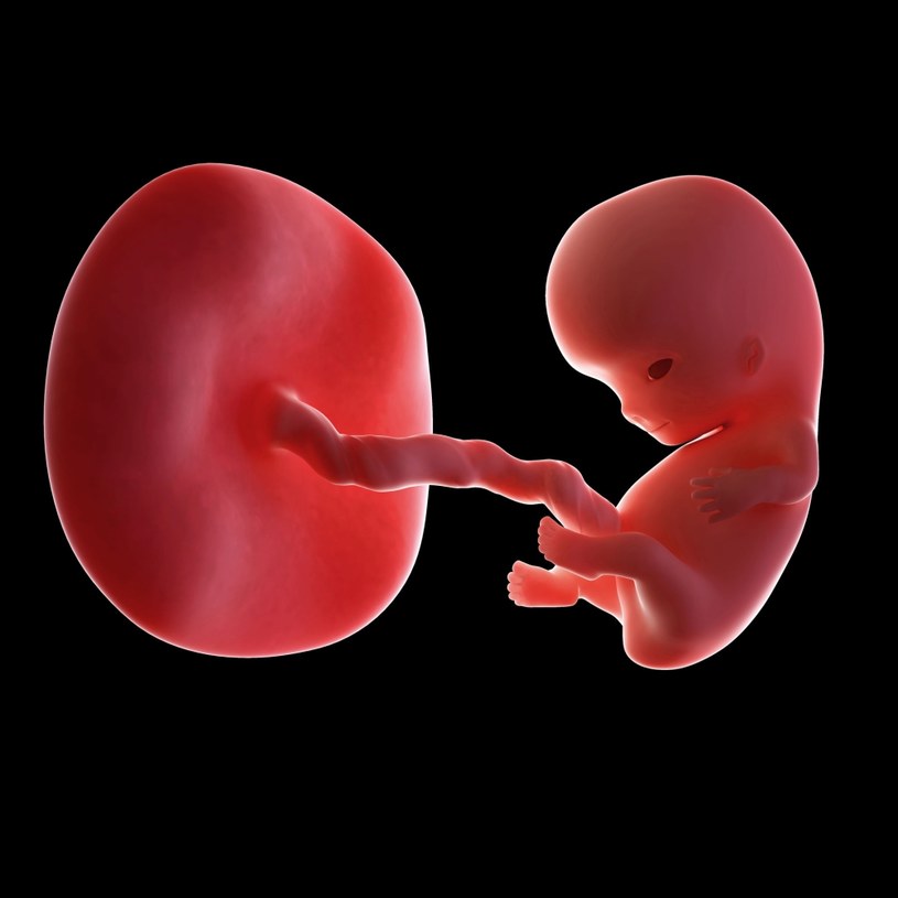 Płód podczas dziewiątego tygodnia ciąży /123RF/PICSEL