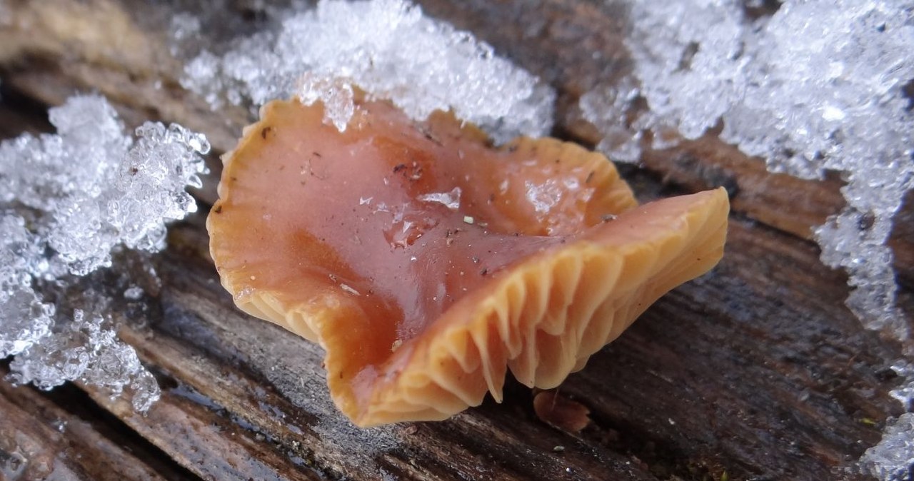 Płomiennica zimowa jest jadalnym i pospolitym grzybem rosnącym w polskich lasach /Jerzy Opioła /CC BY-SA 4.0