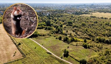 Płoną Górki Czechowskie. To unikalne siedlisko rzadkiego polskiego ssaka