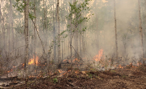 Płoną kanadyjskie lasy. Dym dotarł do Skandynawii
