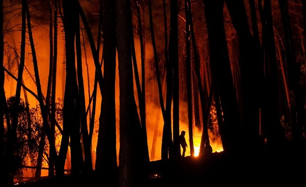 Płoną lasy na południu Hiszpanii. Ogień szybko się rozprzestrzenia