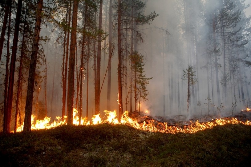 Płoną szwedzkie lasy /AFP