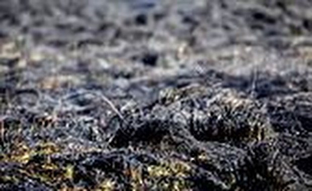 Płonące trawy w Śląskiem