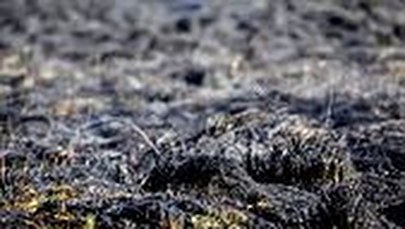 Płonące trawy w Śląskiem