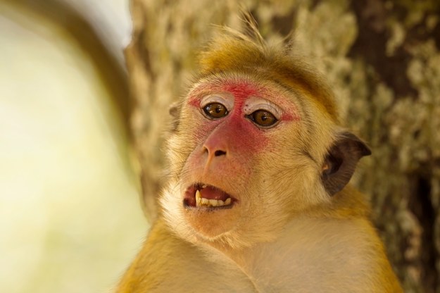 Płoszycieli mają za zadanie zając się makakami /Shutterstock