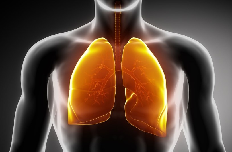 Płuca to organ niszczony podczas ciężkiej postaci COVID-19 /123RF/PICSEL